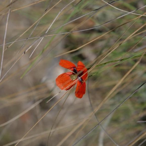 Meet your Posher, Olga - Picture 1 of 1